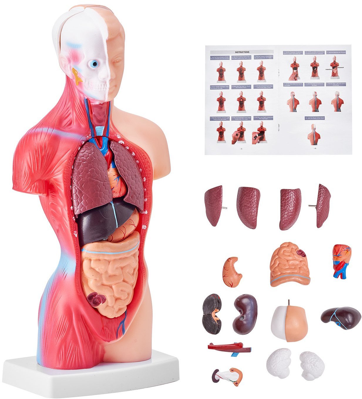 Model Anatomiczny Tors 15 Części