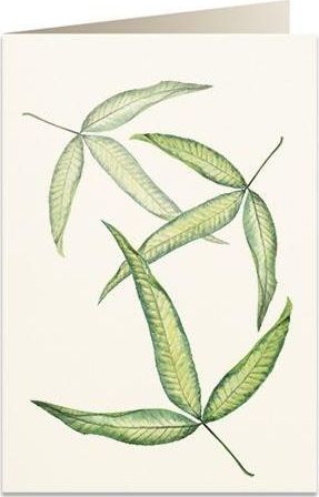 Tassotti Karnet B6 + koperta 6017 Foglia tripartita