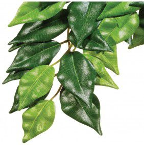 Hagen EXOTERRA ROŚLINA FICUS M
