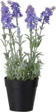 J-Line Lawenda w czarnej doniczce jasny fiolet