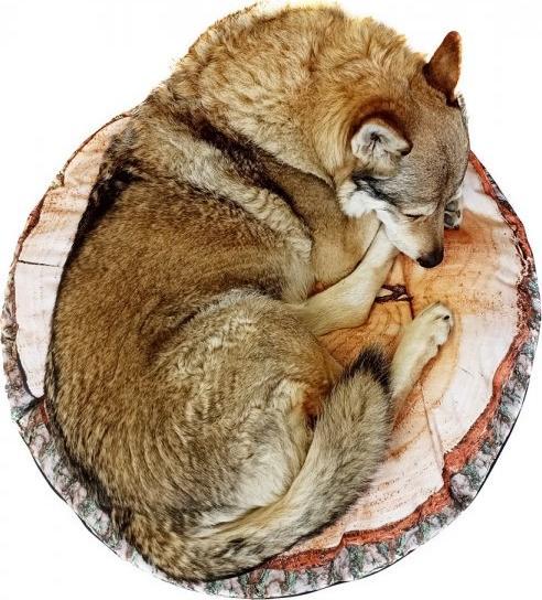 AUUU Legowisko dla Psa - PODUCHA PIENIEK