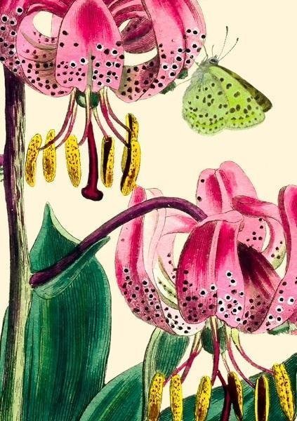 Madame Treacle Karnet B6 z kopertą Lilia