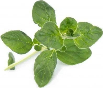 Veritable Véritable Lingot Oregano - BIO