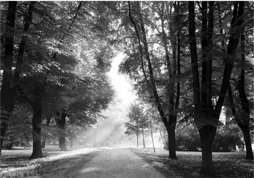 DecoNest Fototapeta - Ścieżka wspomnień - 250X175