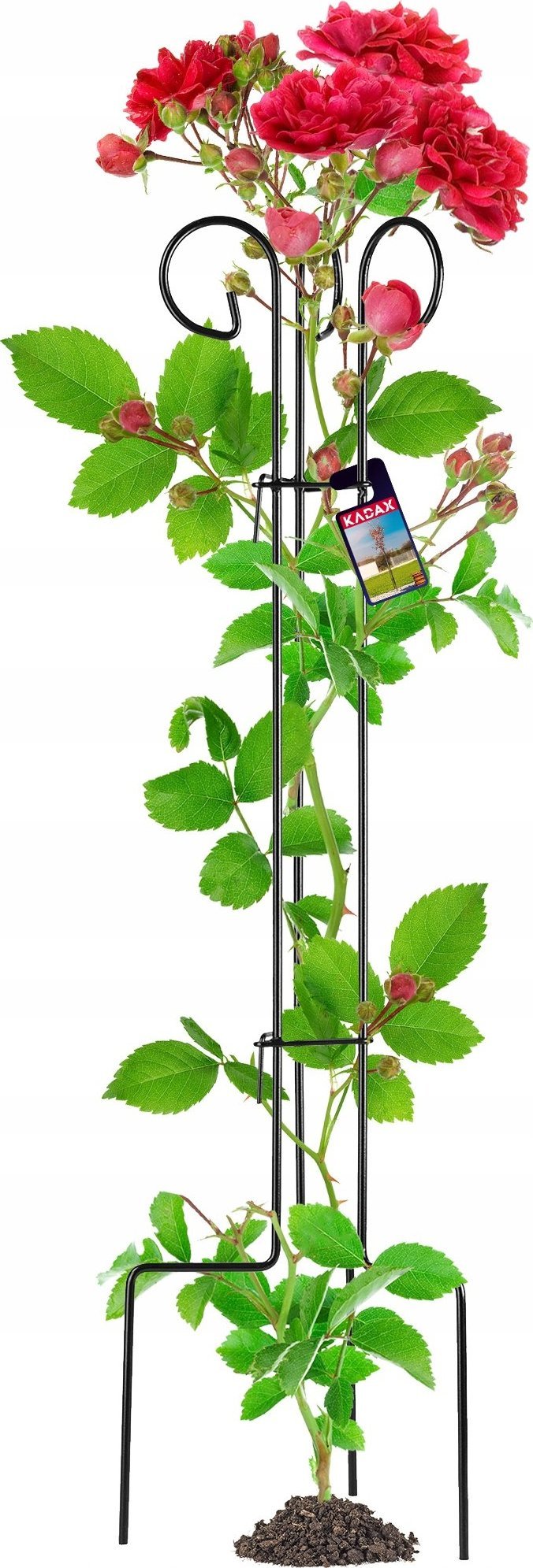 Kadax Podpora Obejma Stojak Na Róże Pnącza Stalowa 120cm