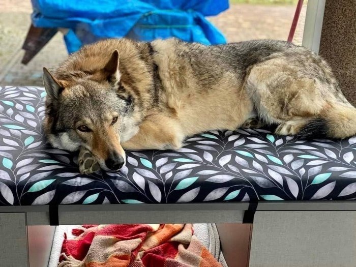 AUUU Legowisko dla Psa