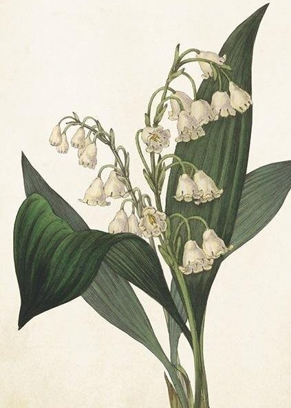 Skona Ting Karnet ST409 B6 + koperta Konwalia