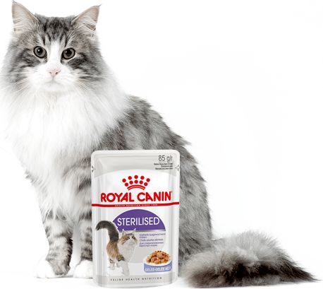 Royal Canin ROYAL CANIN Sterilised 24x85g karma mokra w galaretce dla kotów dorosłych, sterylizowanych