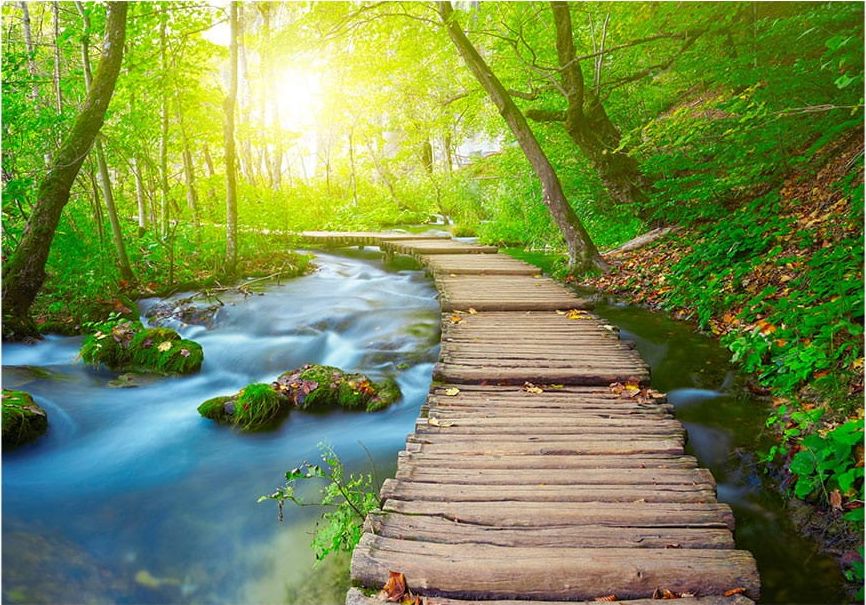 DecoNest Fototapeta - Zielony las - 400X280