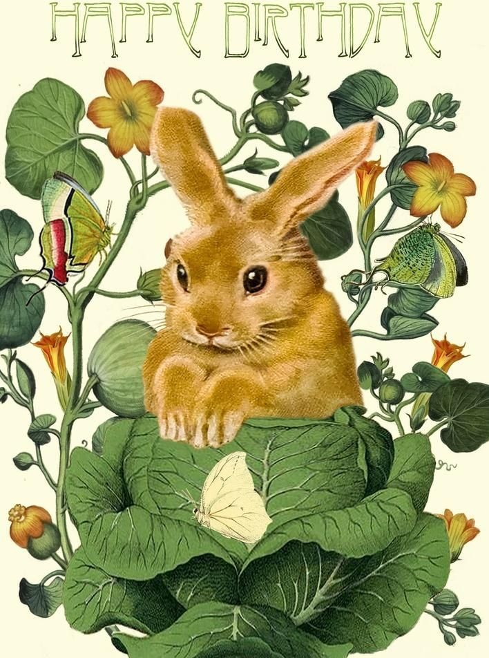 Madame Treacle Karnet B6 z kopertą Urodziny Królik w kapuście