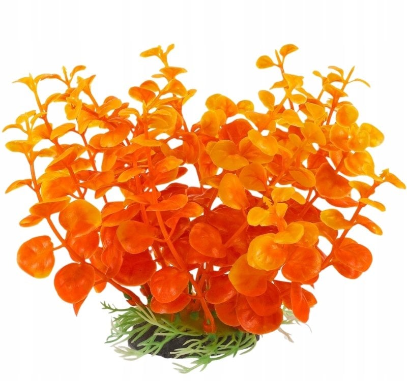 Terra Natura Aqua Natura, roślina, do dekoracji akwarium, wąż pomarańczowy, plastikowy, 12 cm, peperomia, szeroki