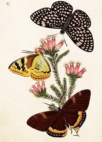 Karnet ST495 B6 + koperta Motyle