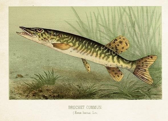 Karnet ST478 B6 + koperta Szczupak