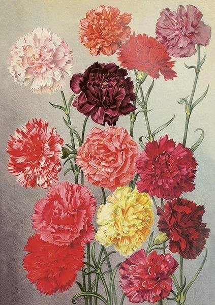 Teka Karnet ST455 B6 + koperta GoĽdziki