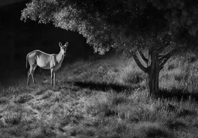 Kamera IP Reolink Reolink Go Series G450 with Solar Panel 2