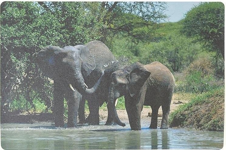 Podkładka na biurko piankowa słonie 60x40cm