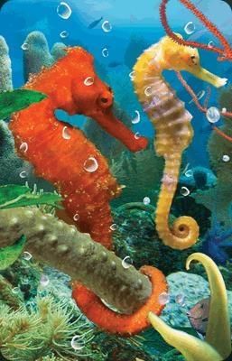 Worth Keeping Mini kartka 3D Konik Morski