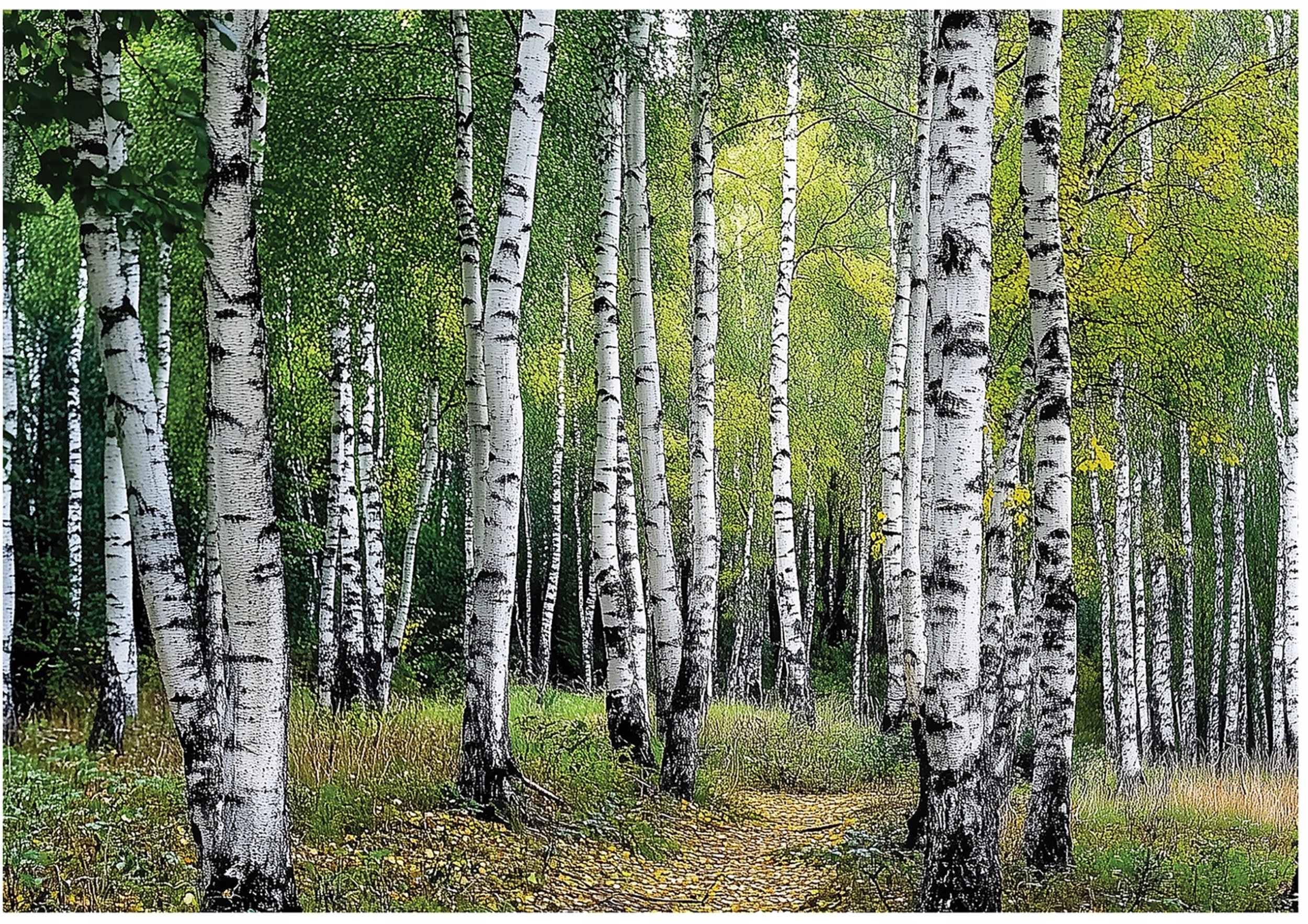 Fototapeta 3D Las Brzozowy Drzewa Sypialnia Salon Tapeta Flizelina 300X210