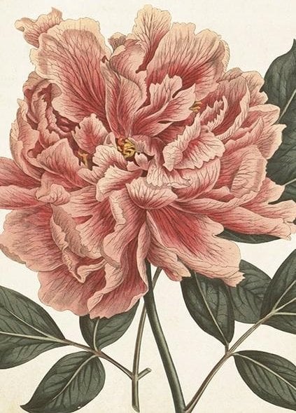 Skona Ting Karnet ST451 B6 + koperta Piwonia