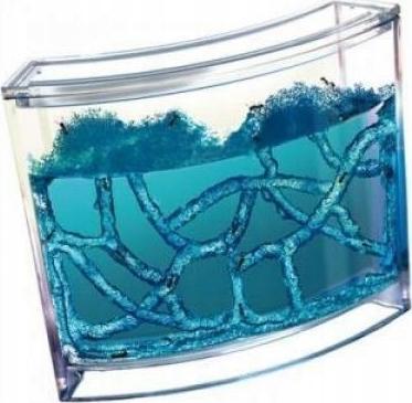 KIK Akwarium edukacyjne żelowe dla mrówek (KX7698)