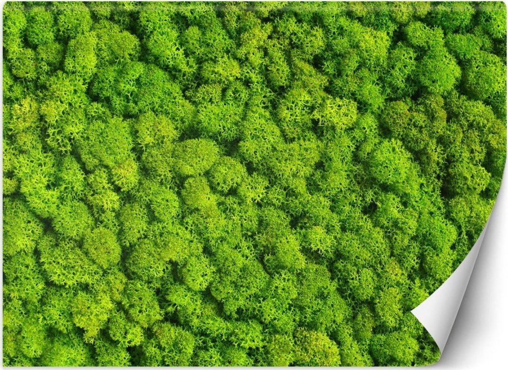 Feeby Fototapeta, Mech chrobotek - 250x175