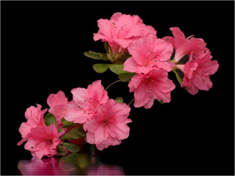 DecoNest Fototapeta - Azalea in Black - 300X231