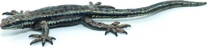 Jaszczurka żyworodna