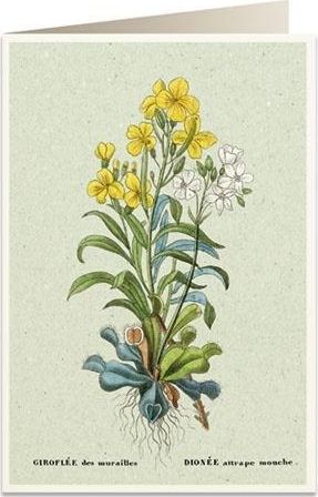 Tassotti Karnet B6 + koperta 6059 Muchołówka