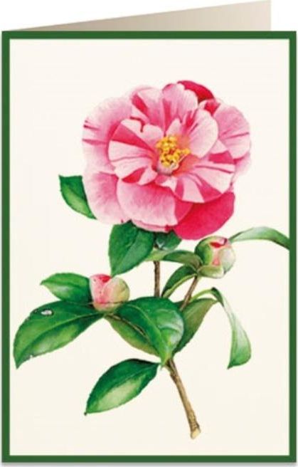 Tassotti Karnet B6 + koperta 5816 Kamelia