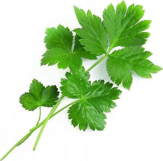 Véritable Lingot Japonská petržel Mitsuba