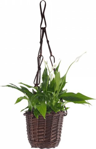 Wnuk Kwietnik wiszący (Pełny/Wenge)