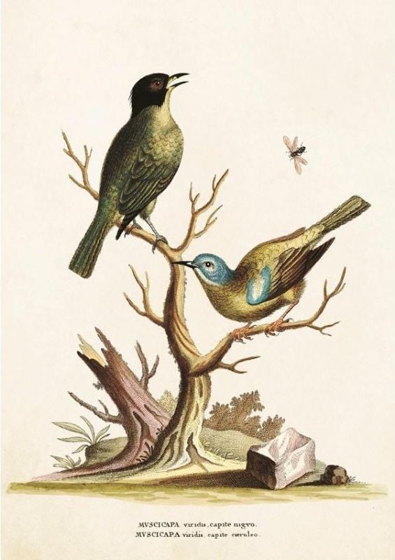 Skona Ting Karnet ST225 B6 + koperta Muchołówki na gałęzi