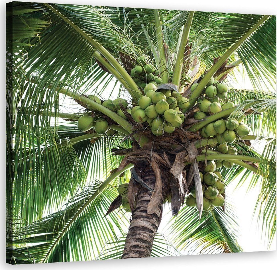 Feeby Obraz na płótnie, Palma kokosowa - 60x60