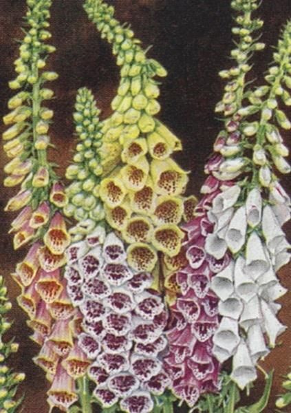 Skona Ting Karnet ST358 B6 + koperta Naparstnica