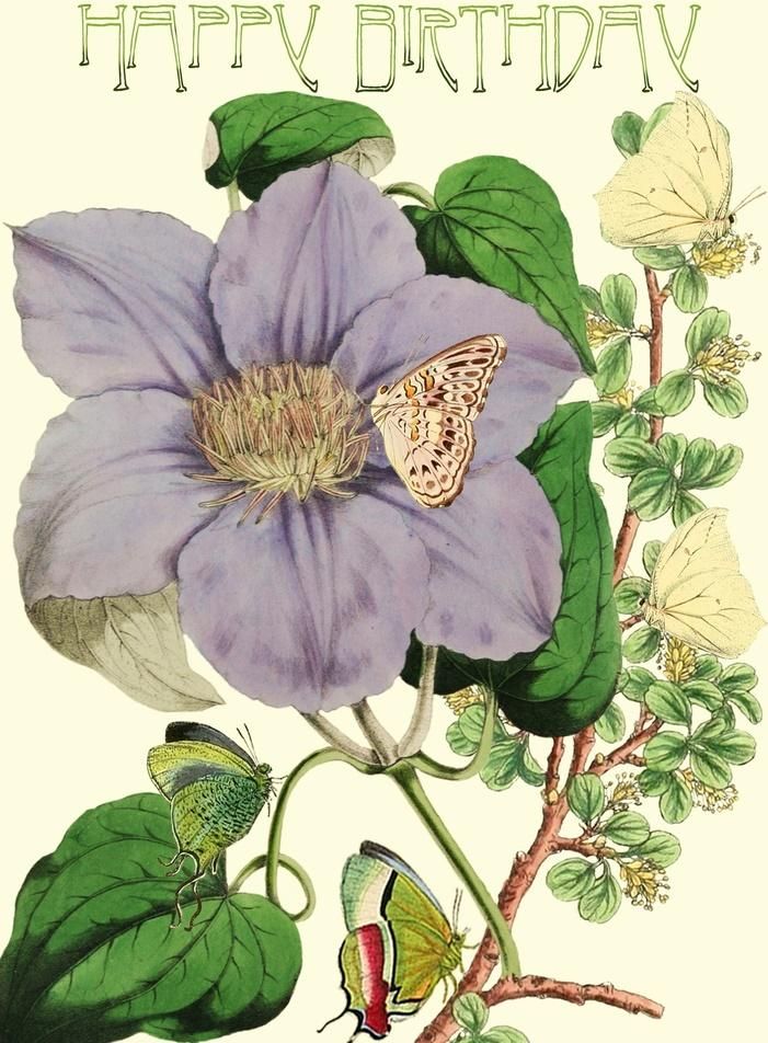 Madame Treacle Karnet B6 brokat z kopertą Urodziny Powojnik