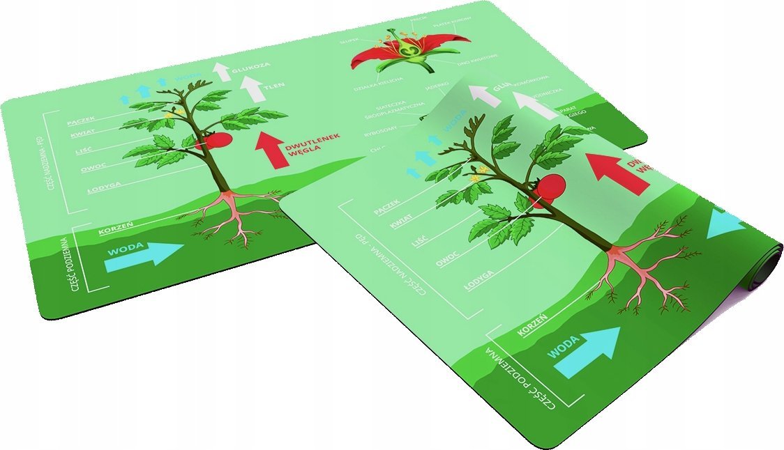 Podkładka Playmaty.pl Podkładka pod mysz - Budowa Rośliny - mata edukacyjna 61x35,5 cm