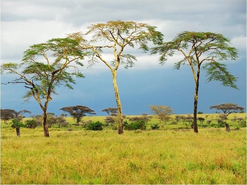 DecoNest Fototapeta - Savanna trees - 300X231