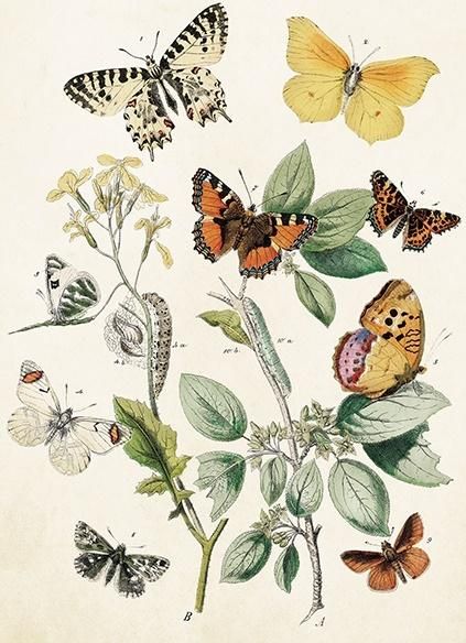 Skona Ting Karnet ST368 B6 + koperta Motyle