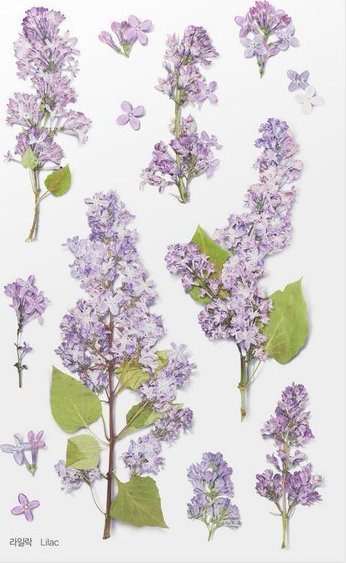 Appree Naklejki ozdobne kwiaty Bez Lilak