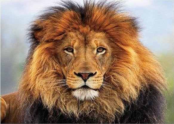 Norimpex Mozaika diamentowa 5D - Lew 40x30cm