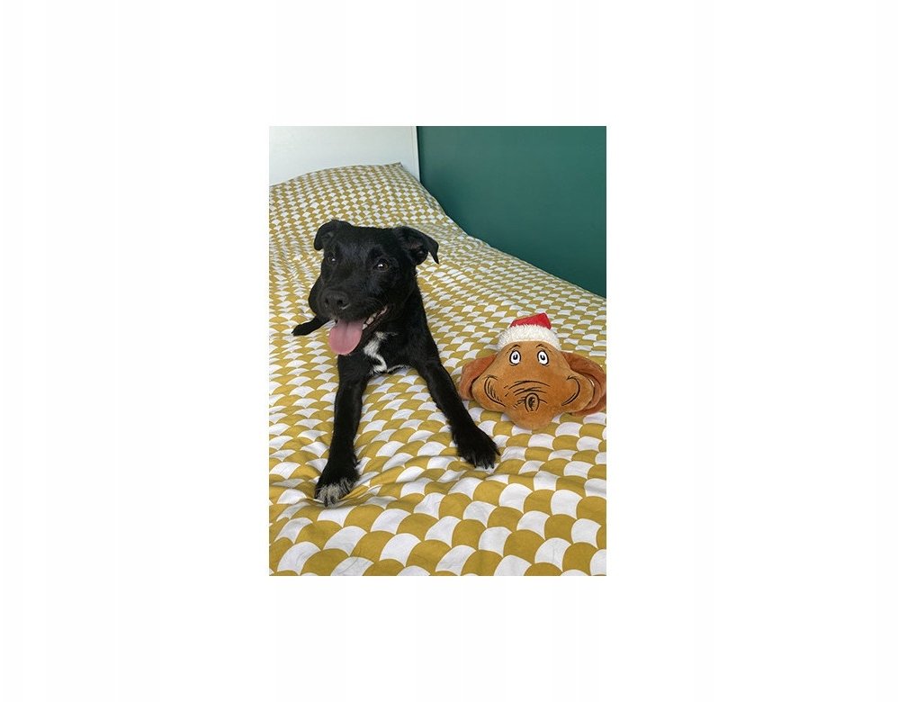 Zabawka dla Psa Max z Grinch