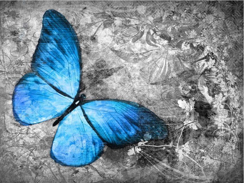 DecoNest Fototapeta - Blue butterfly - 250X193