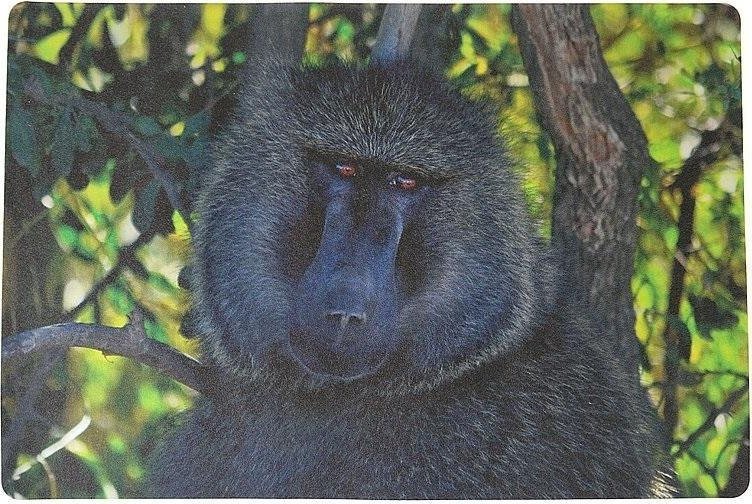 Podkładka na biurko piankowa małpa 60x40cm