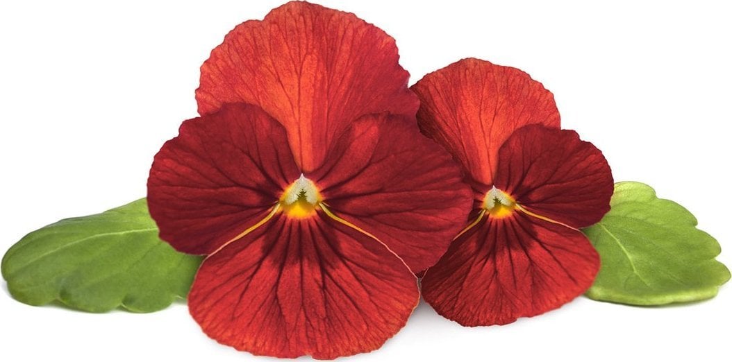 Click And Grow Click & Grow Smart Garden Refill Red Pansy 3pcs