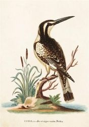 Skona Ting Karnet ST224 B6 + koperta Zimorodek