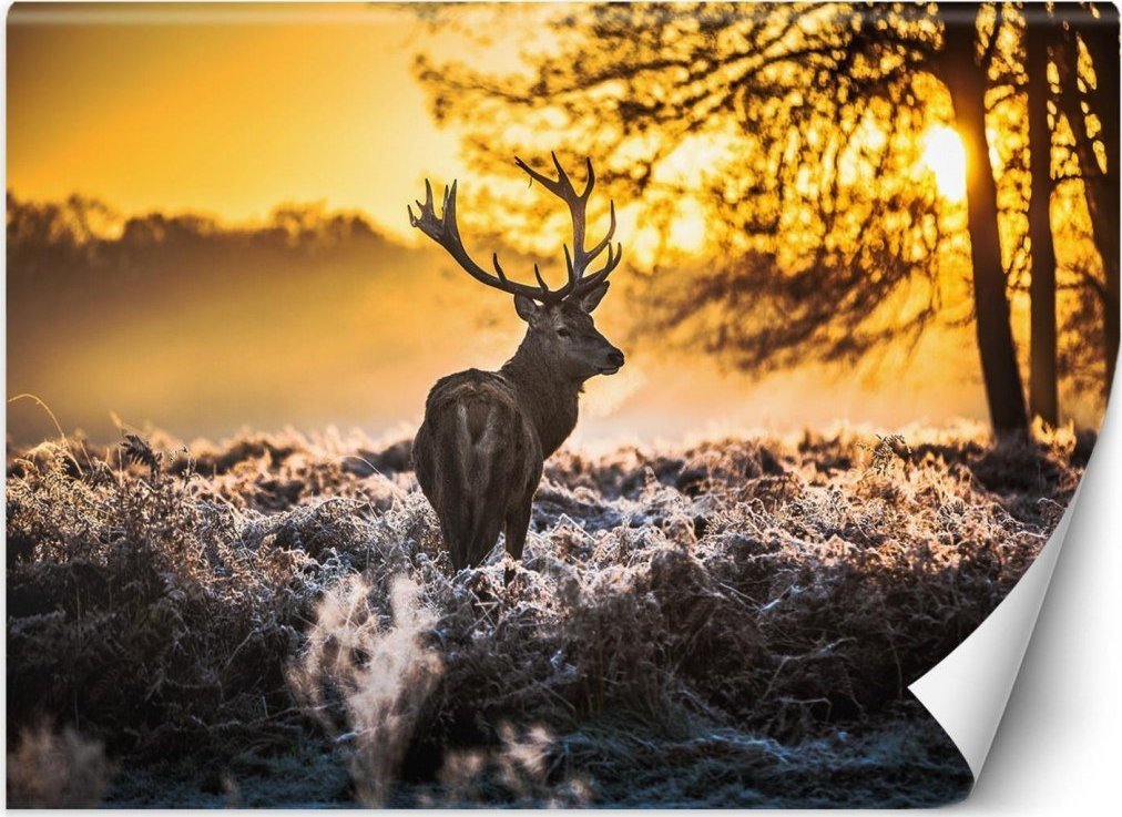 Feeby Fototapeta, Jeleń we mgle - 368x254