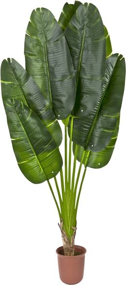 Witek Home Roślina Pielgrzan Madagaskarski 210cm PROMO