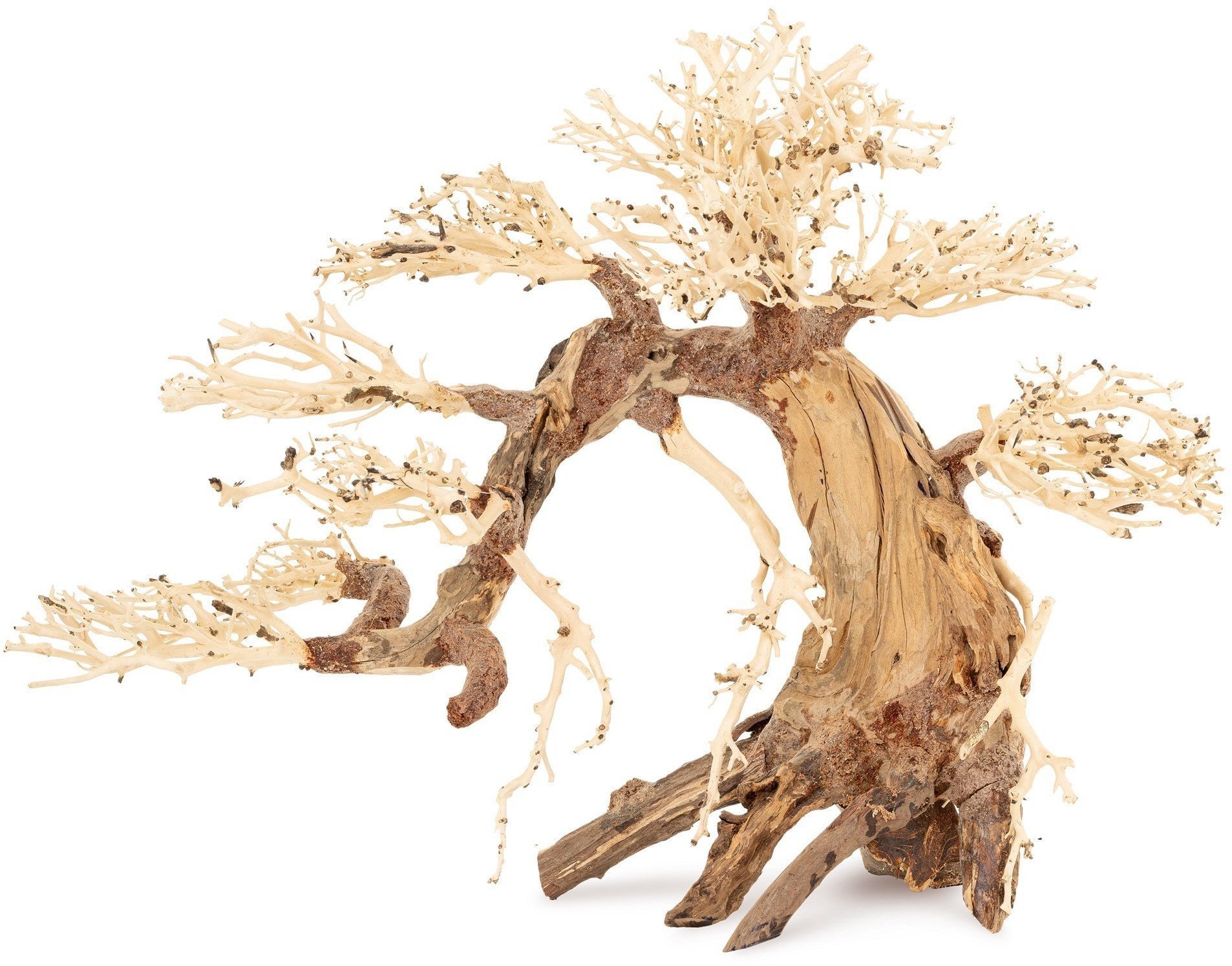 Ton�ce drzewo Bonsai nr 13 70x50