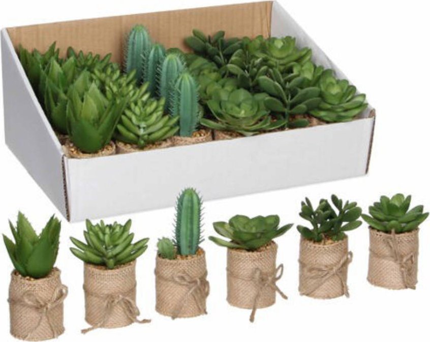 Tajemniczy ogród Sukulent w ozdobnej doniczce