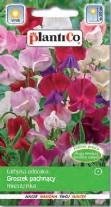 Polan PLATINET NASIONA GROSZEK PACHNĄCY SWEET PEA SEEDS 3 G
